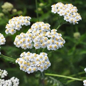 Achillea millefolium ---